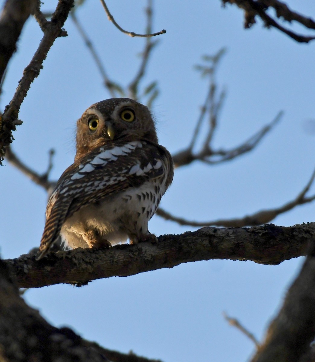 Pearl-spotted Owlet - Theresa Bucher