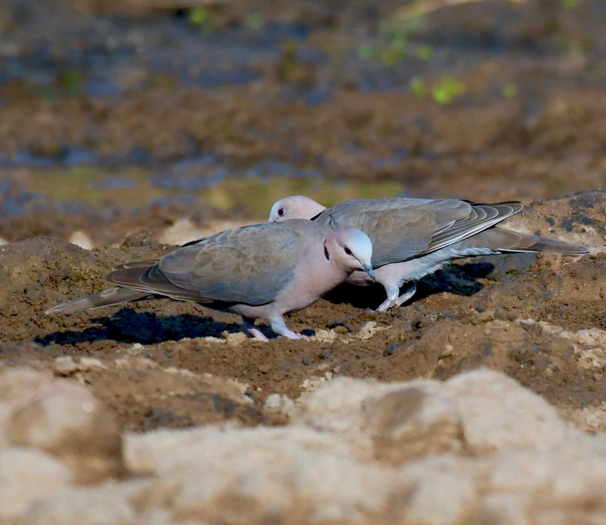 Red-eyed Dove - ML189513581