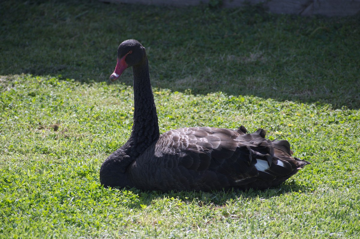 Black Swan - ML189516161