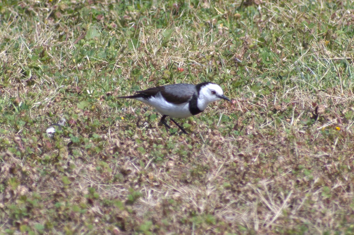 White-fronted Chat - ML189516391