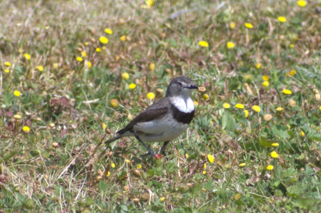 White-fronted Chat - ML189516401