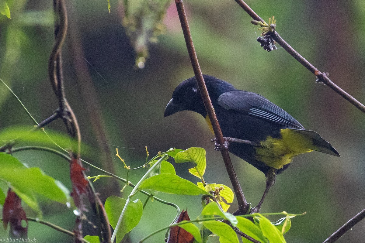 Golden-chested Tanager - ML189516631