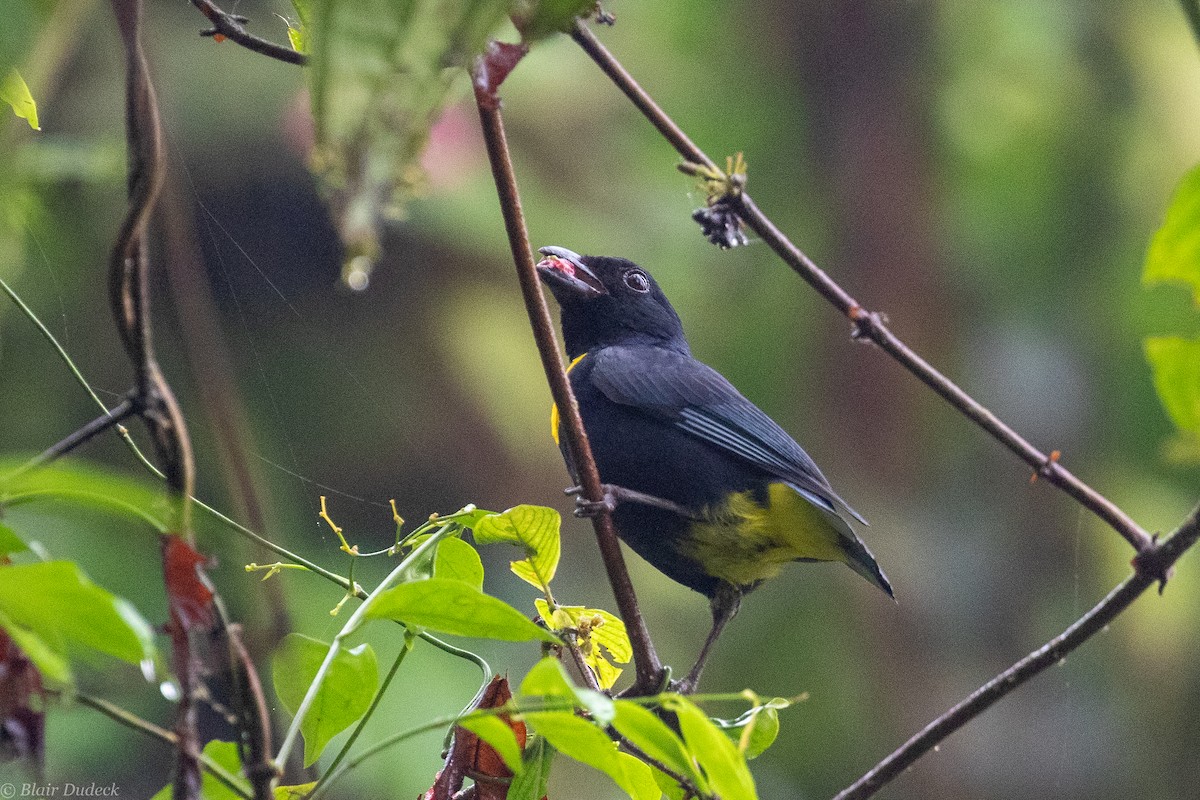 Golden-chested Tanager - ML189516641