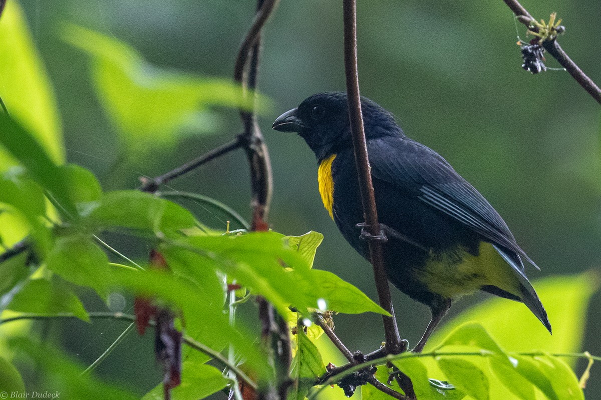Golden-chested Tanager - ML189516651