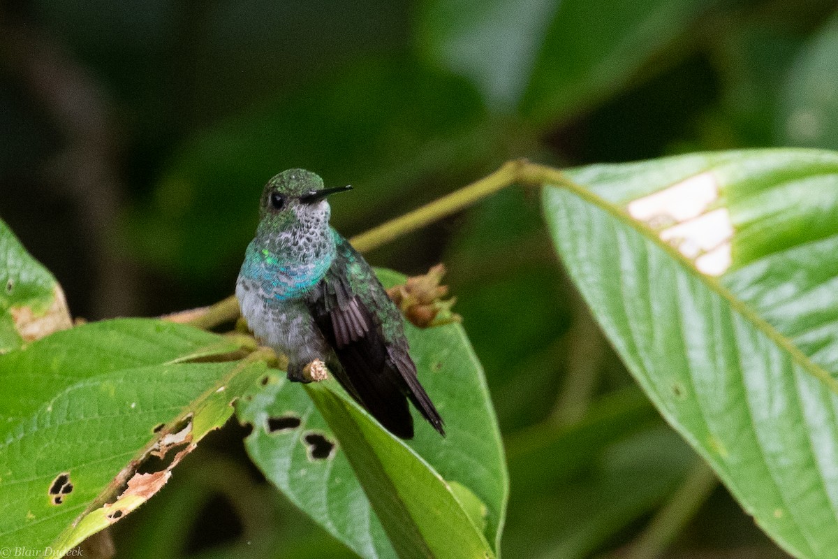 Purple-chested Hummingbird - ML189516931