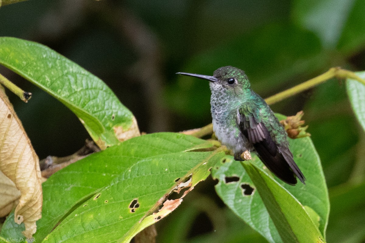 Purple-chested Hummingbird - ML189516941