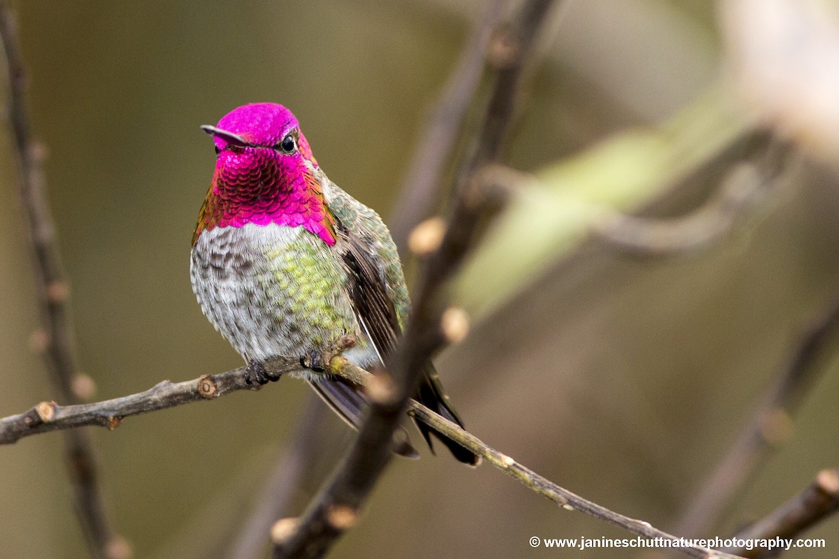 Anna's Hummingbird - ML189523781