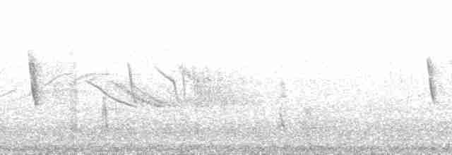Chiguanco Thrush (anthracinus) - ML189526