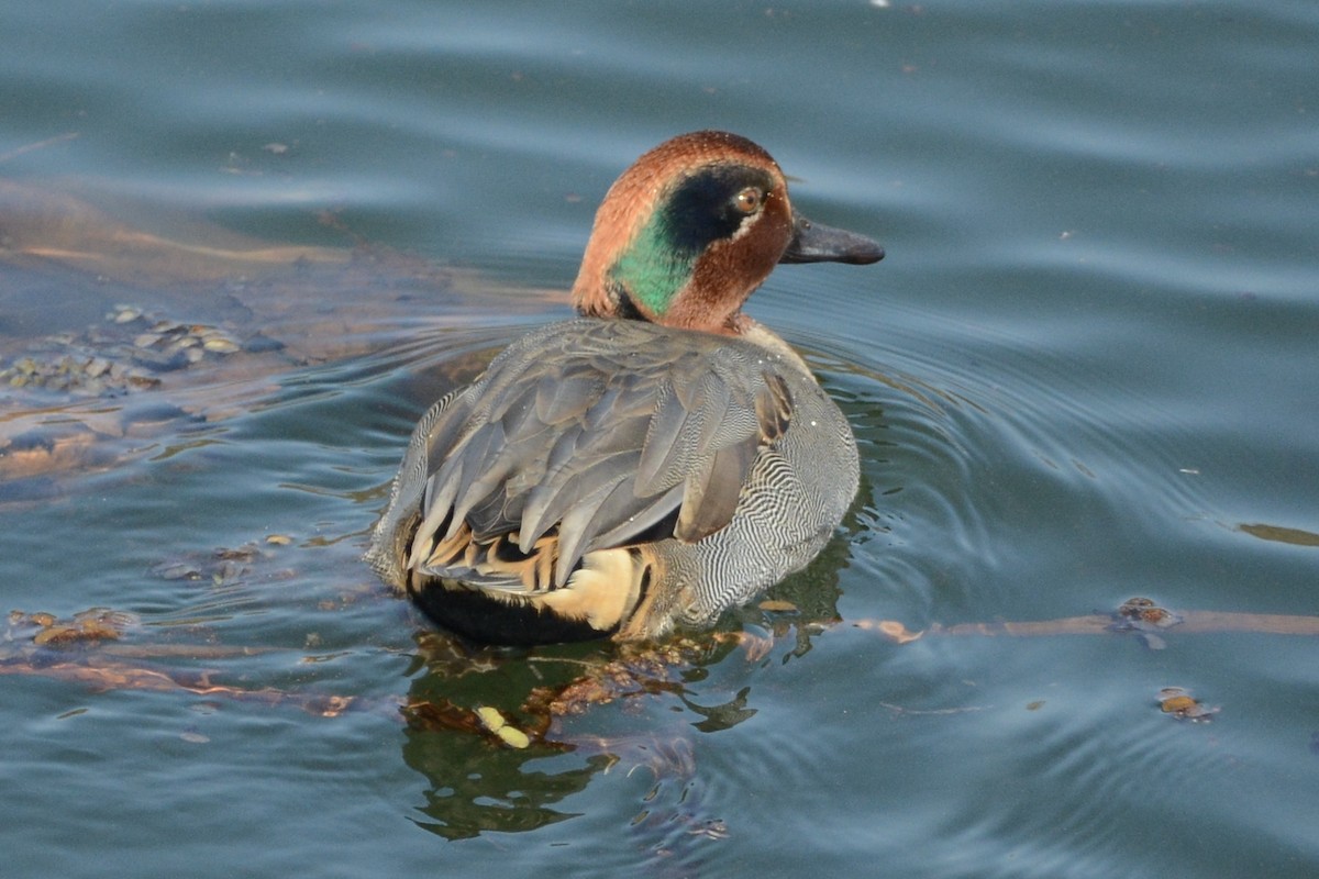 Green-winged Teal (Eurasian) - Cathy Pasterczyk