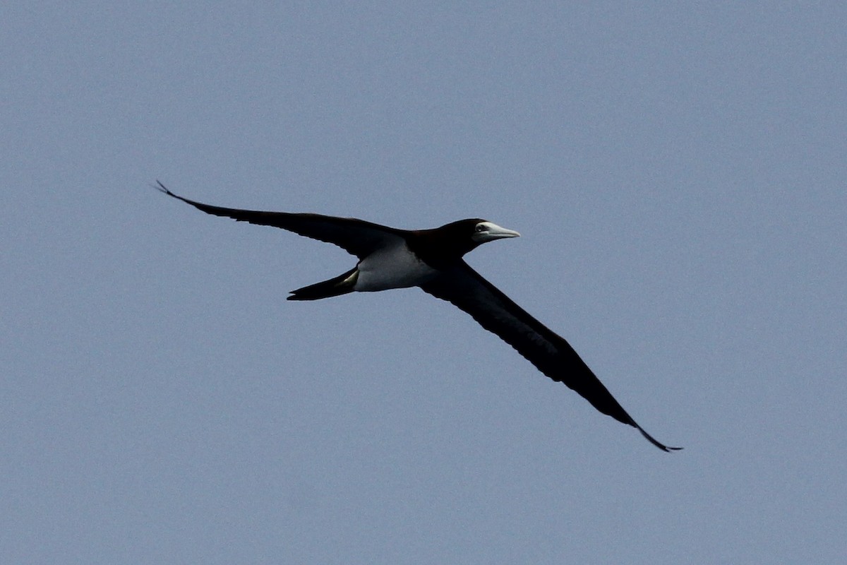Brown Booby (Forster's) - ML189526771