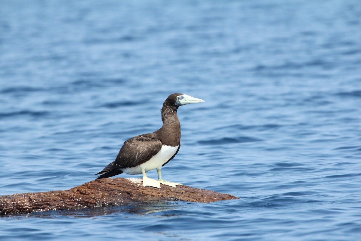 Brown Booby (Forster's) - ML189526811