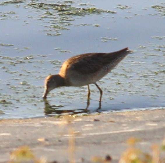Long-billed Dowitcher - ML189527661