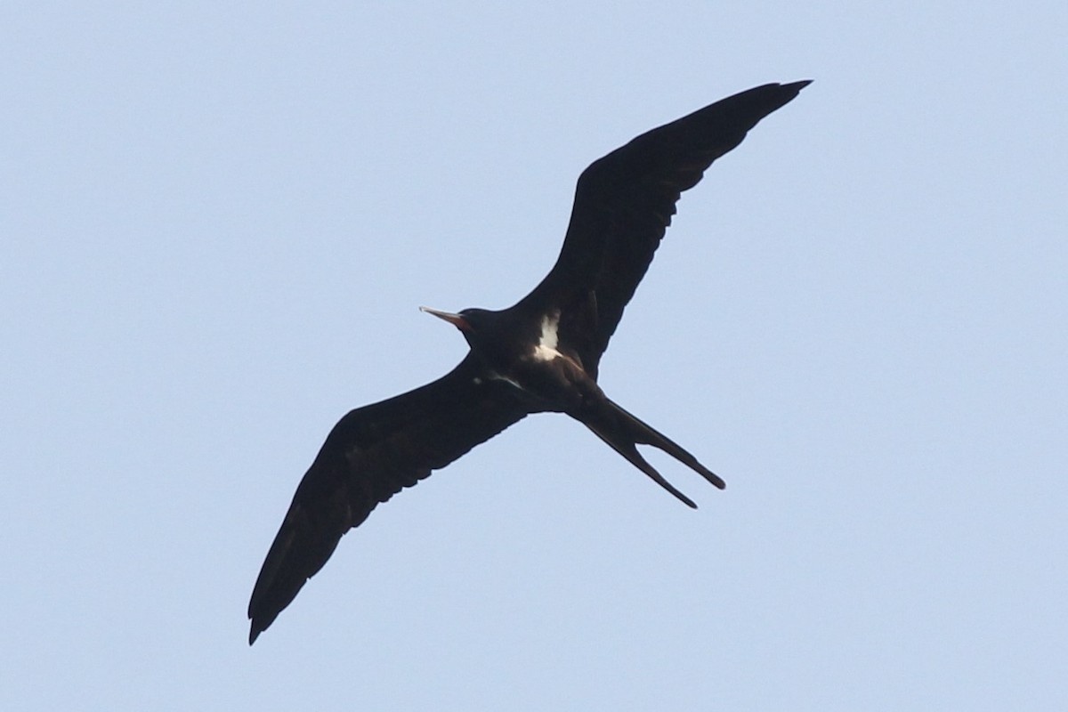 Lesser Frigatebird - ML189530441