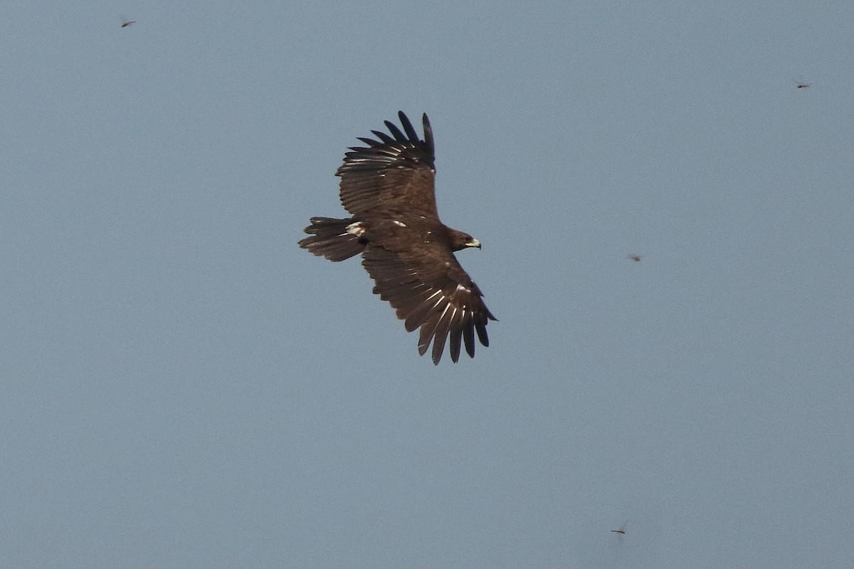 Greater Spotted Eagle - tejas k rao