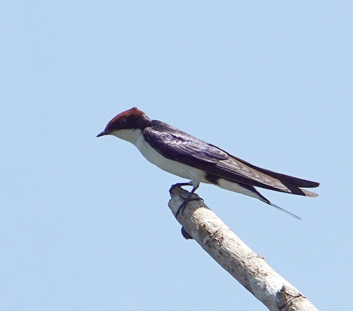 Wire-tailed Swallow - Raghavendra  Pai