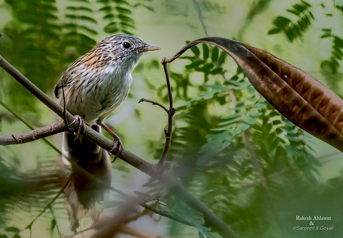 Rufous-vented Grass Babbler - Sanjeev Goyal