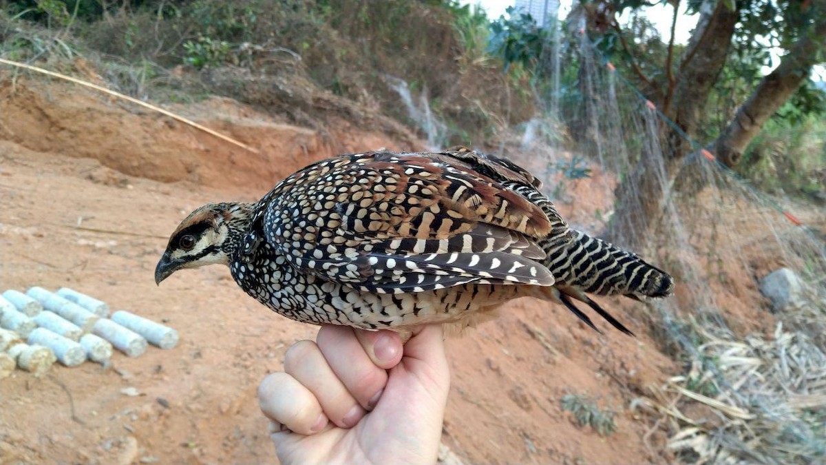 Chinese Francolin - ML189540561