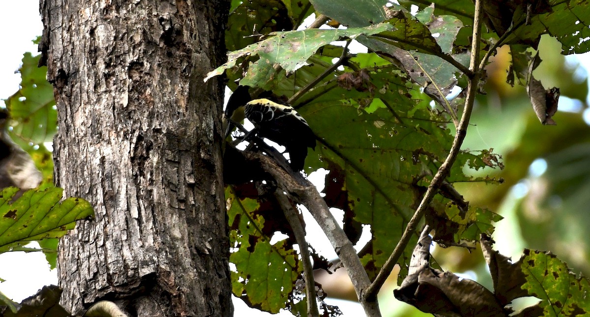 Heart-spotted Woodpecker - mathew thekkethala