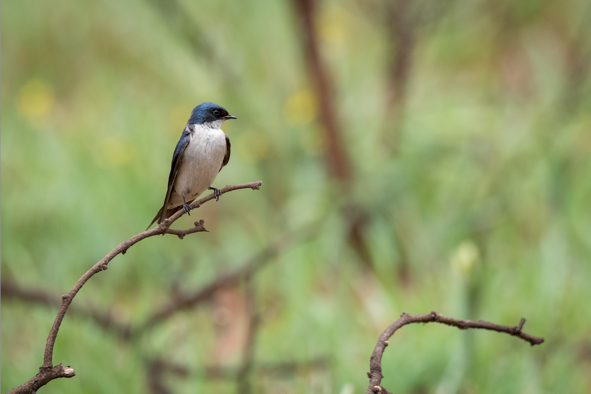 Pearl-breasted Swallow - ML189548731