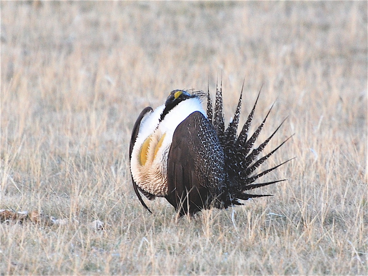 Greater Sage-Grouse - ML189548891