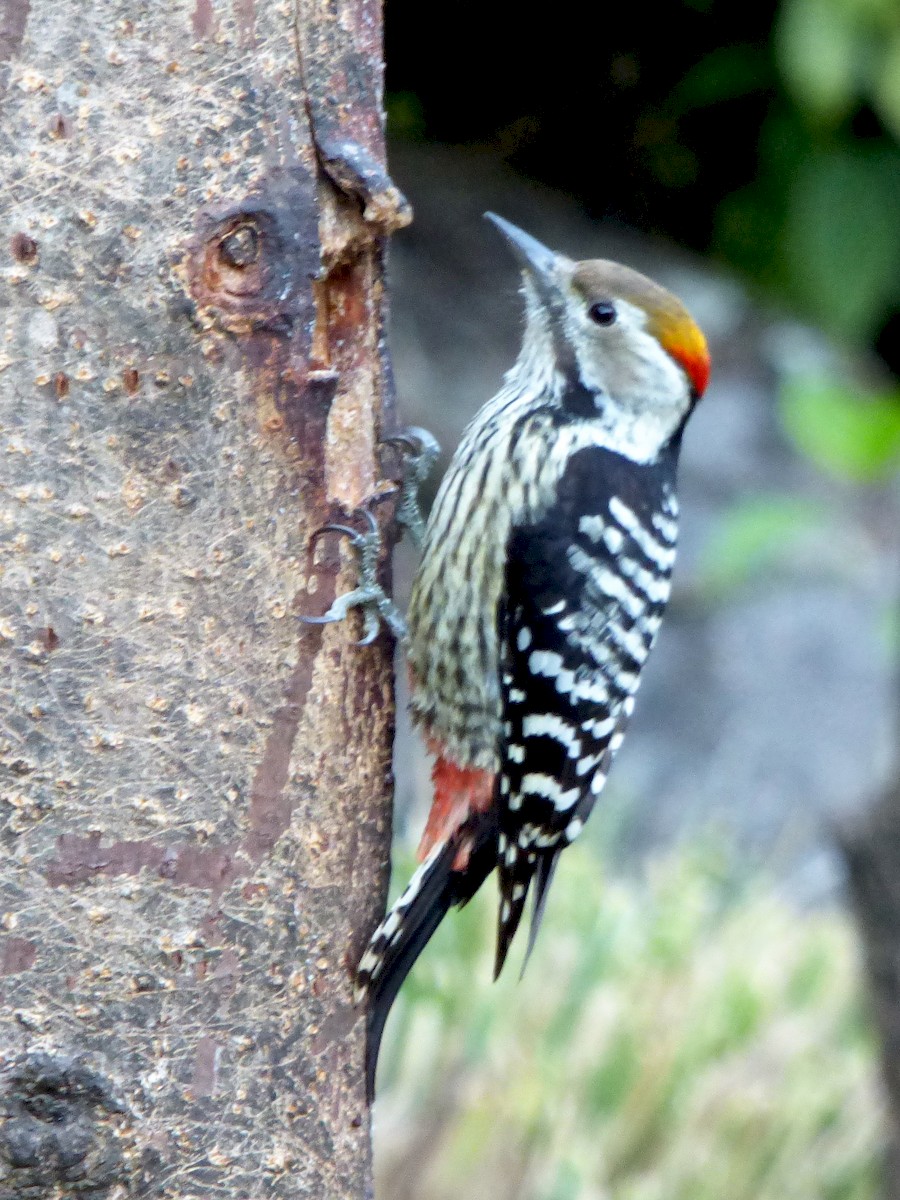 Brown-fronted Woodpecker - Rustom Jamadar