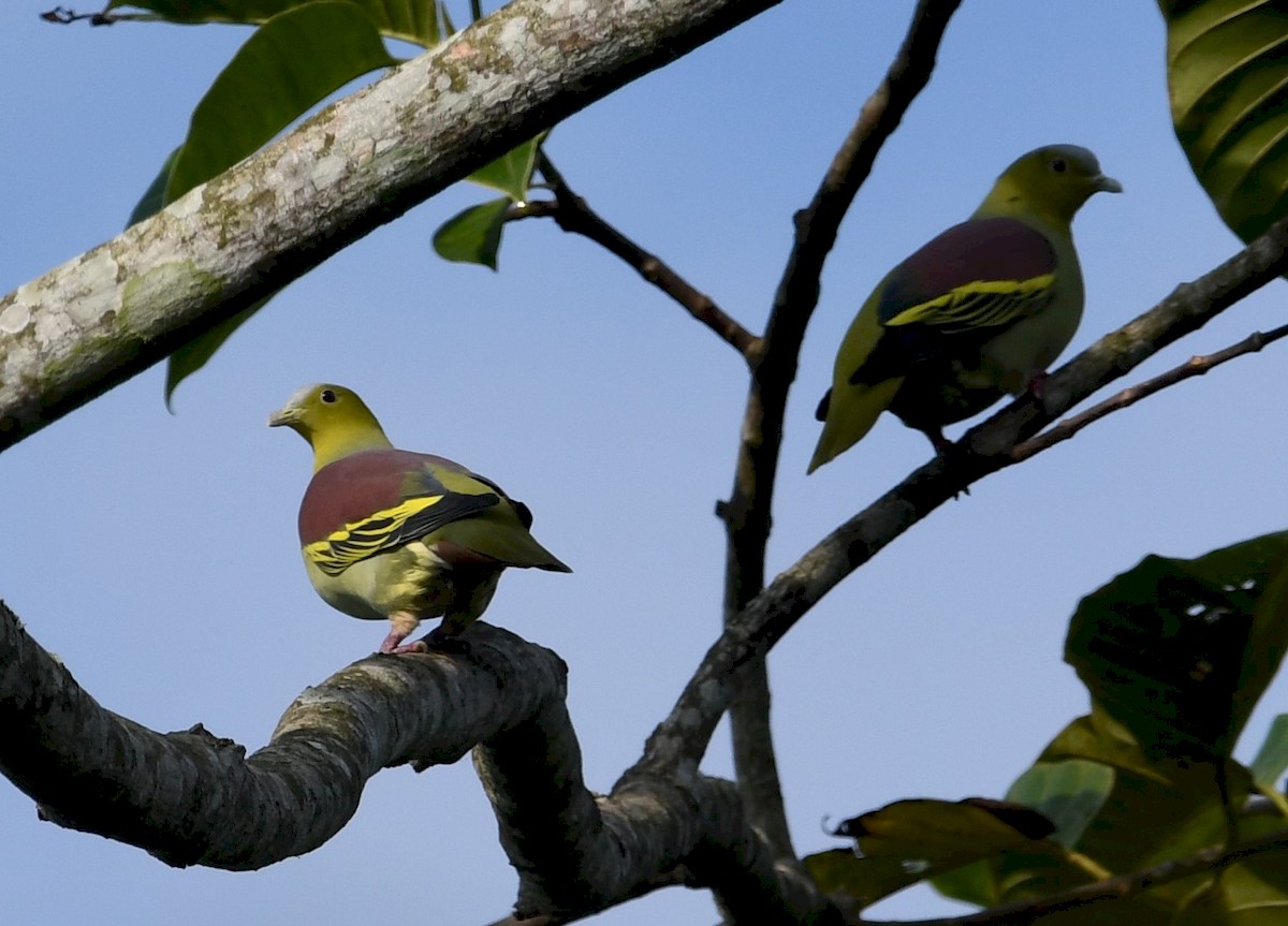 Ashy-headed Green-Pigeon - Pradeep Sangwan