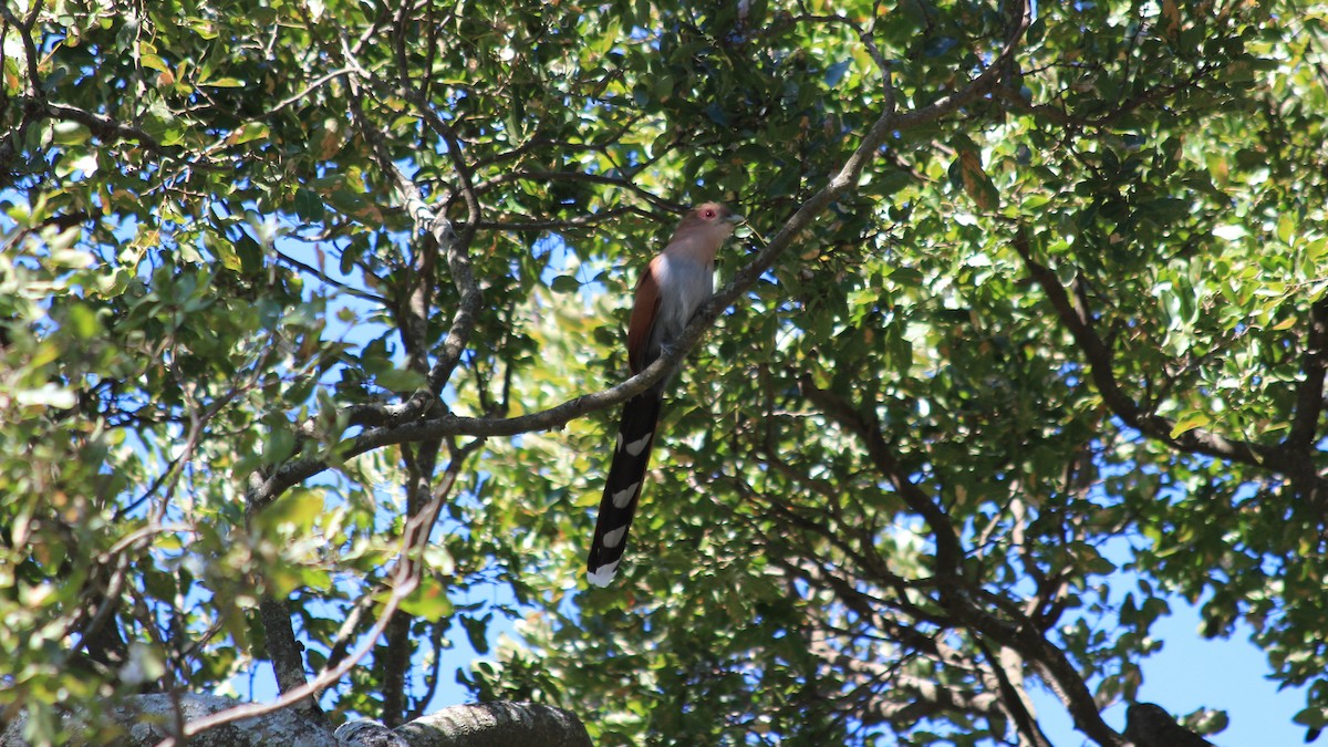 Squirrel Cuckoo - ML189556221