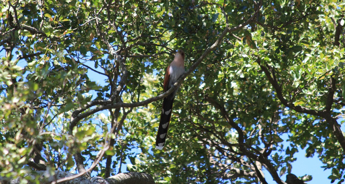 Squirrel Cuckoo - ML189556241