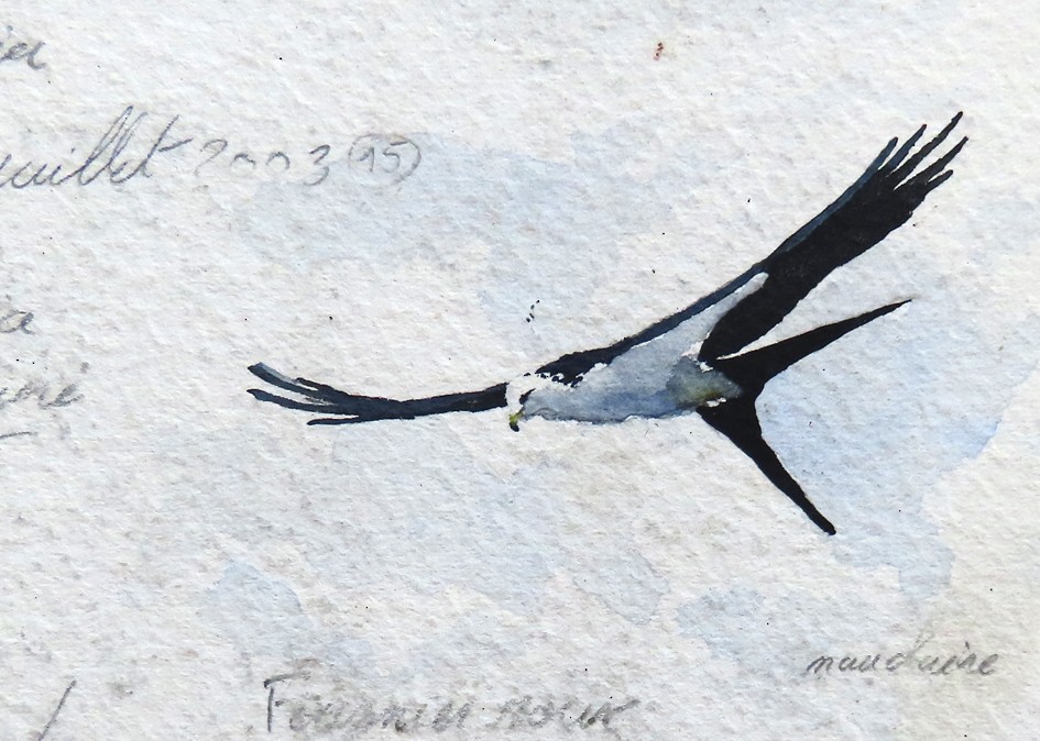 Swallow-tailed Kite - sylvain Uriot