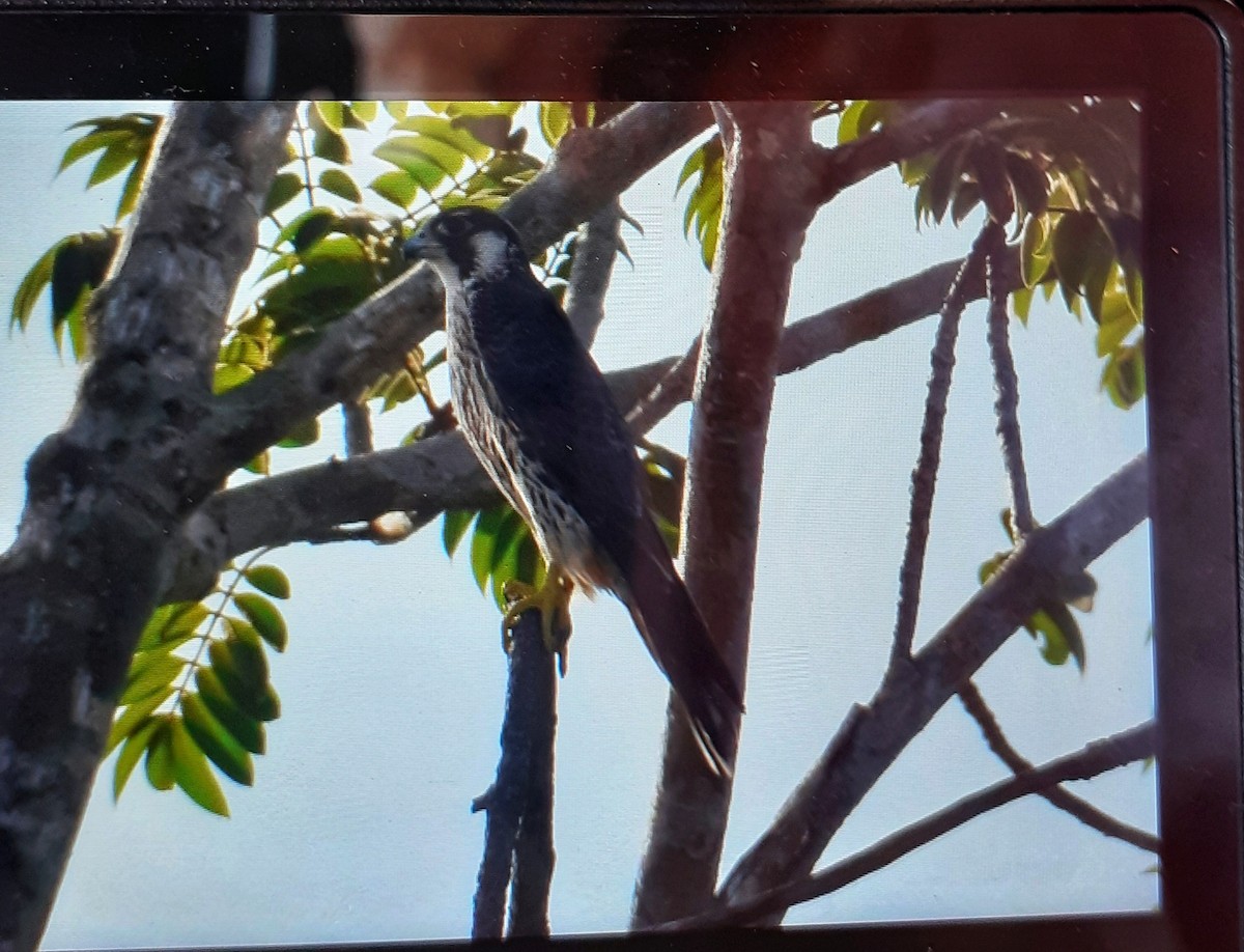 Peregrine Falcon - Arun Singh: Andaman Bird Tour