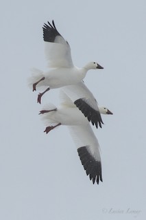 Snow Goose, ML189559571