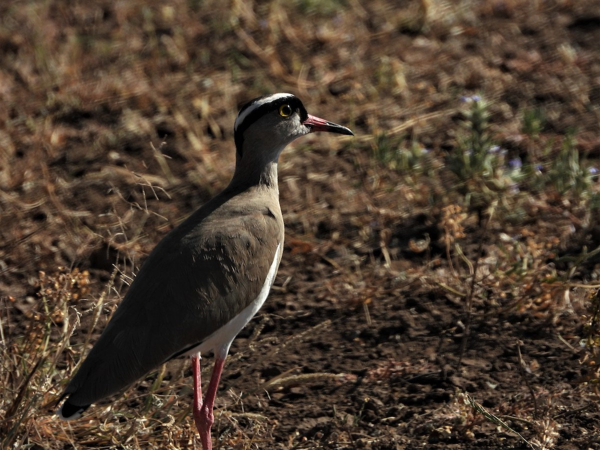 Crowned Lapwing - ML189563031