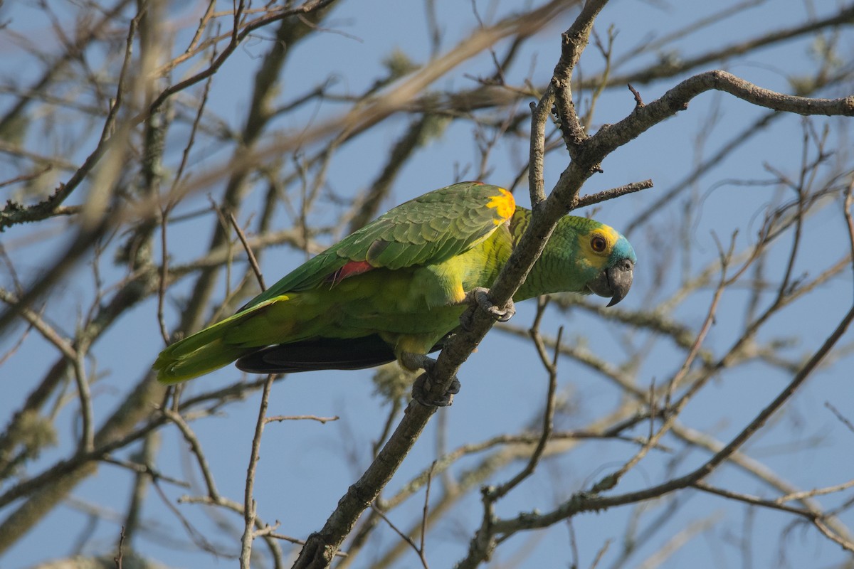 Turquoise-fronted Parrot - ML189564621