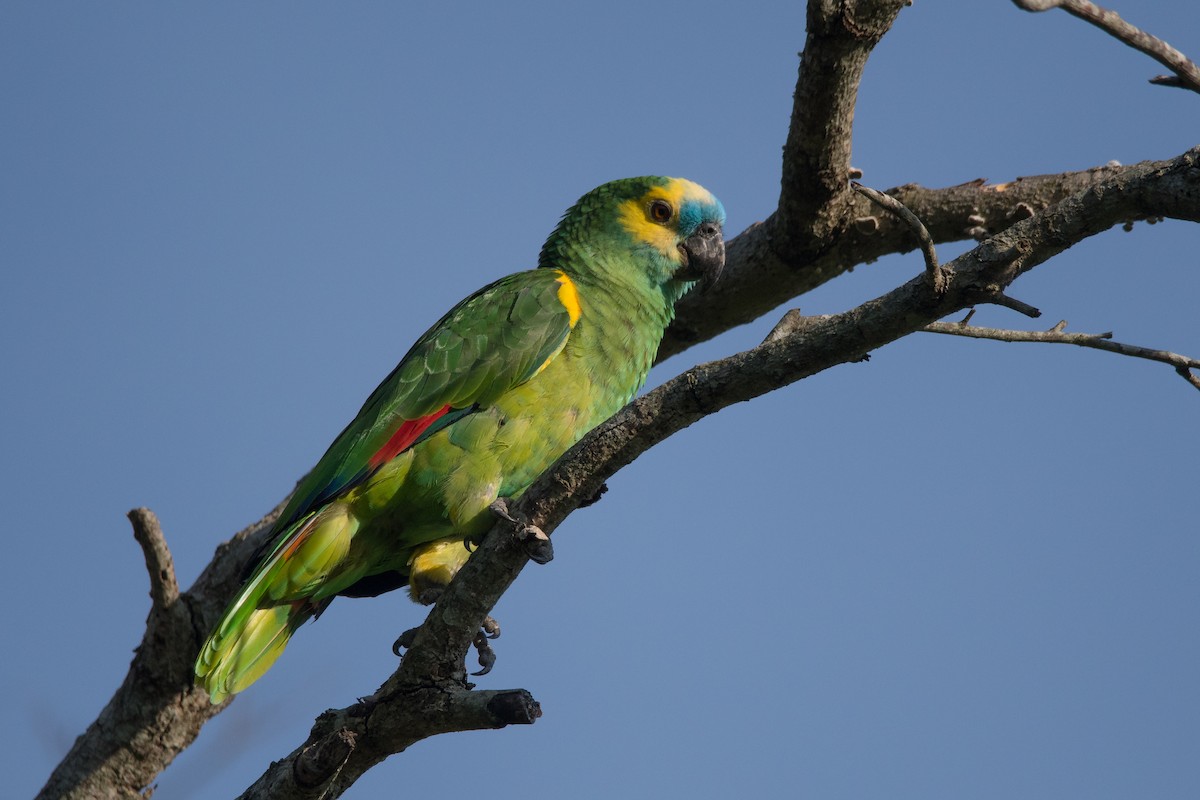 Turquoise-fronted Parrot - Pablo Re