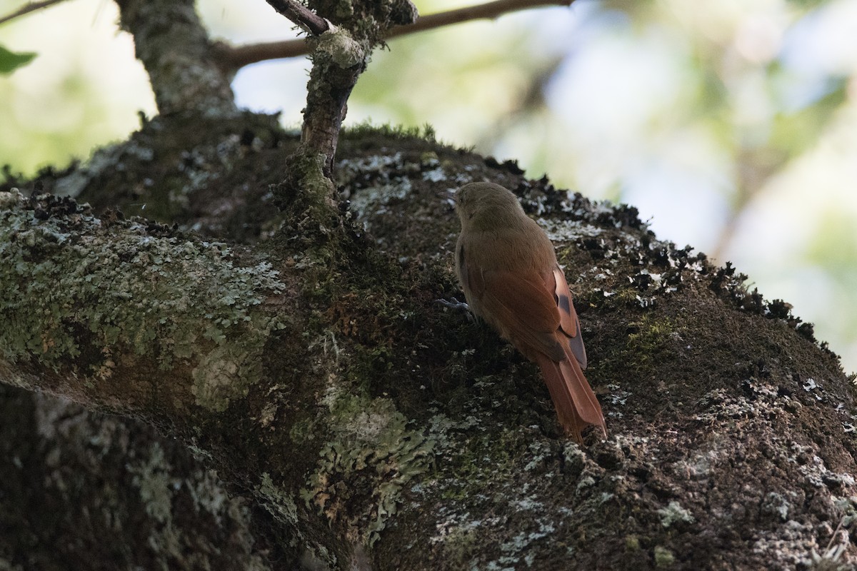 Olivaceous Woodcreeper - Pablo Re