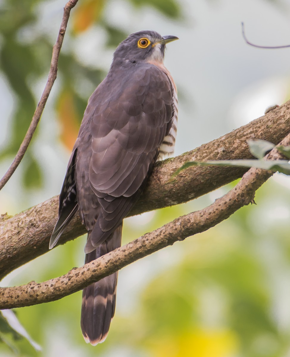 Large Hawk-Cuckoo - Arunava Bhattacharjee