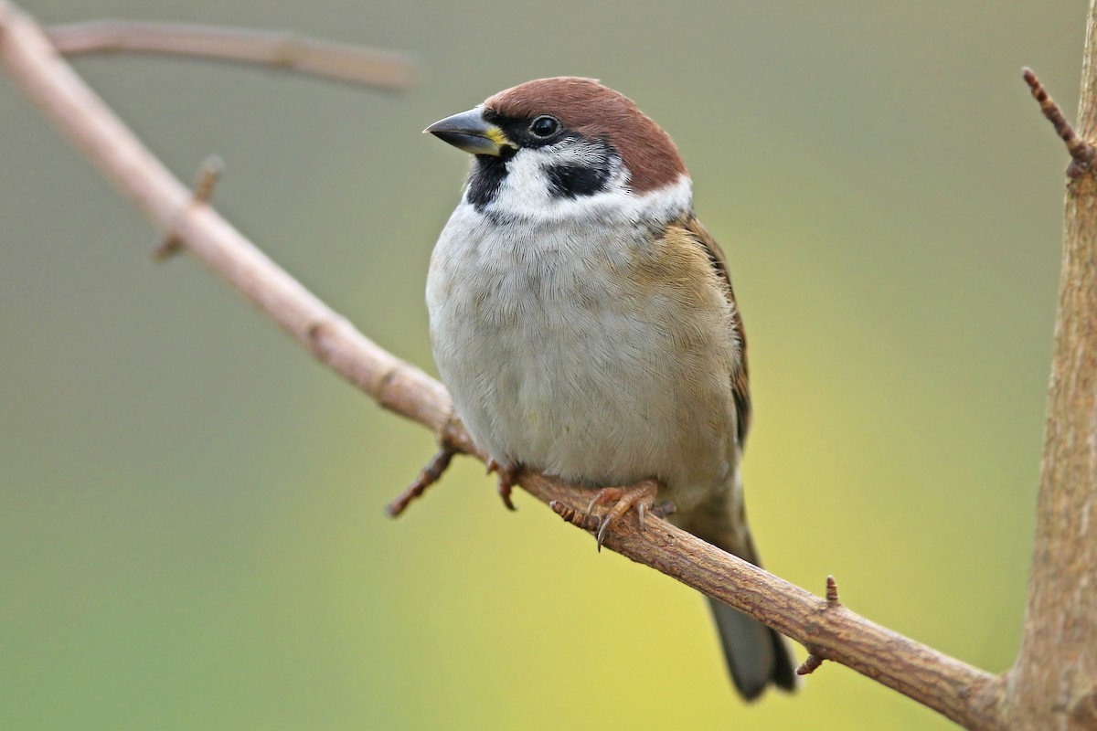 Eurasian Tree Sparrow - ML189571141