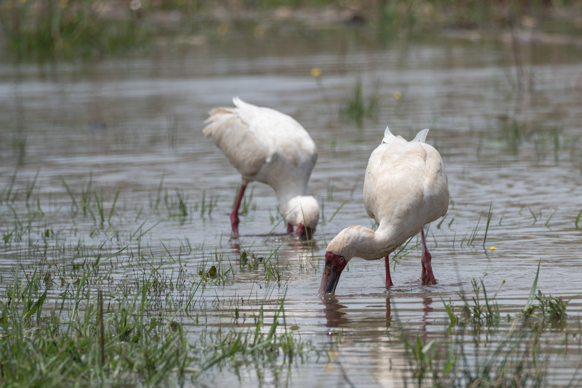 African Spoonbill - Alistair Routledge