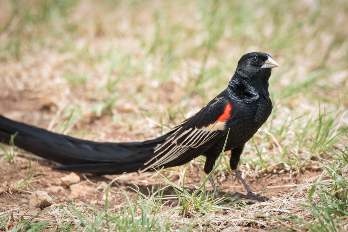 Long-tailed Widowbird - Alistair Routledge