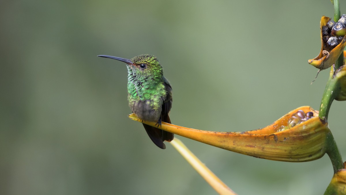 Rufous-tailed Hummingbird - Arnaud Lacroix