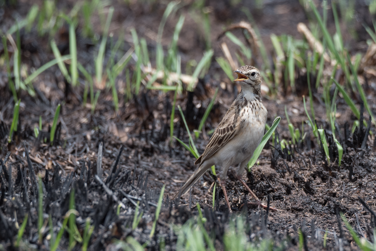 African Pipit - ML189574341