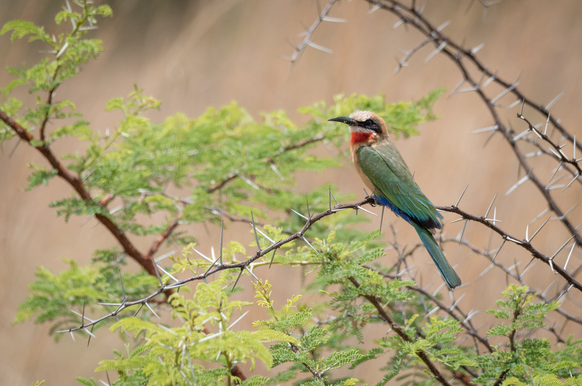 White-fronted Bee-eater - ML189577841