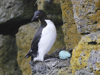  - Thick-billed Murre
