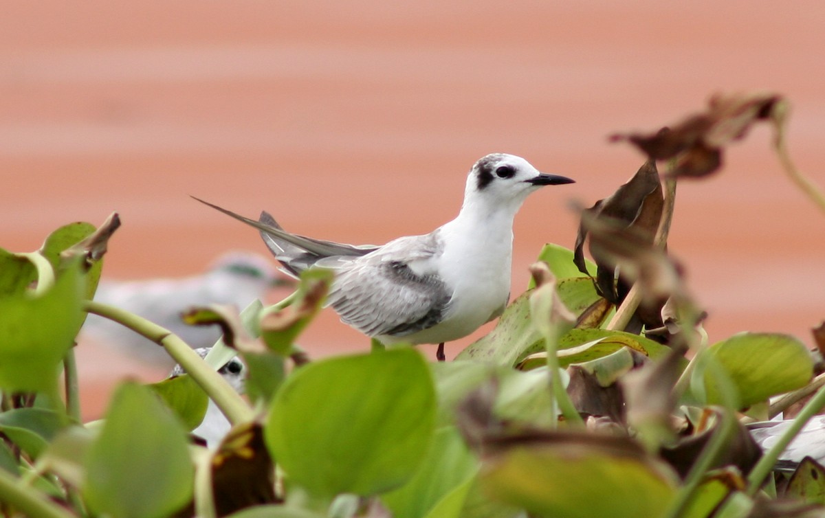 White-winged Tern - ML189579051