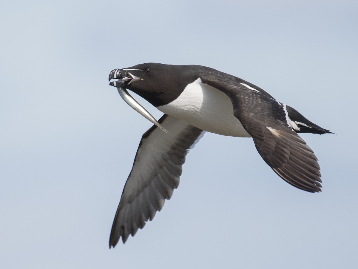 Razorbill - Alca torda - Birds of the World