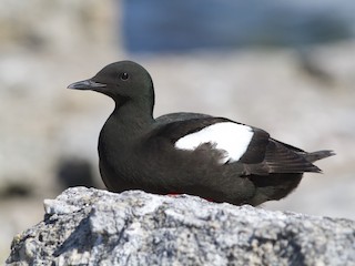  - Black Guillemot