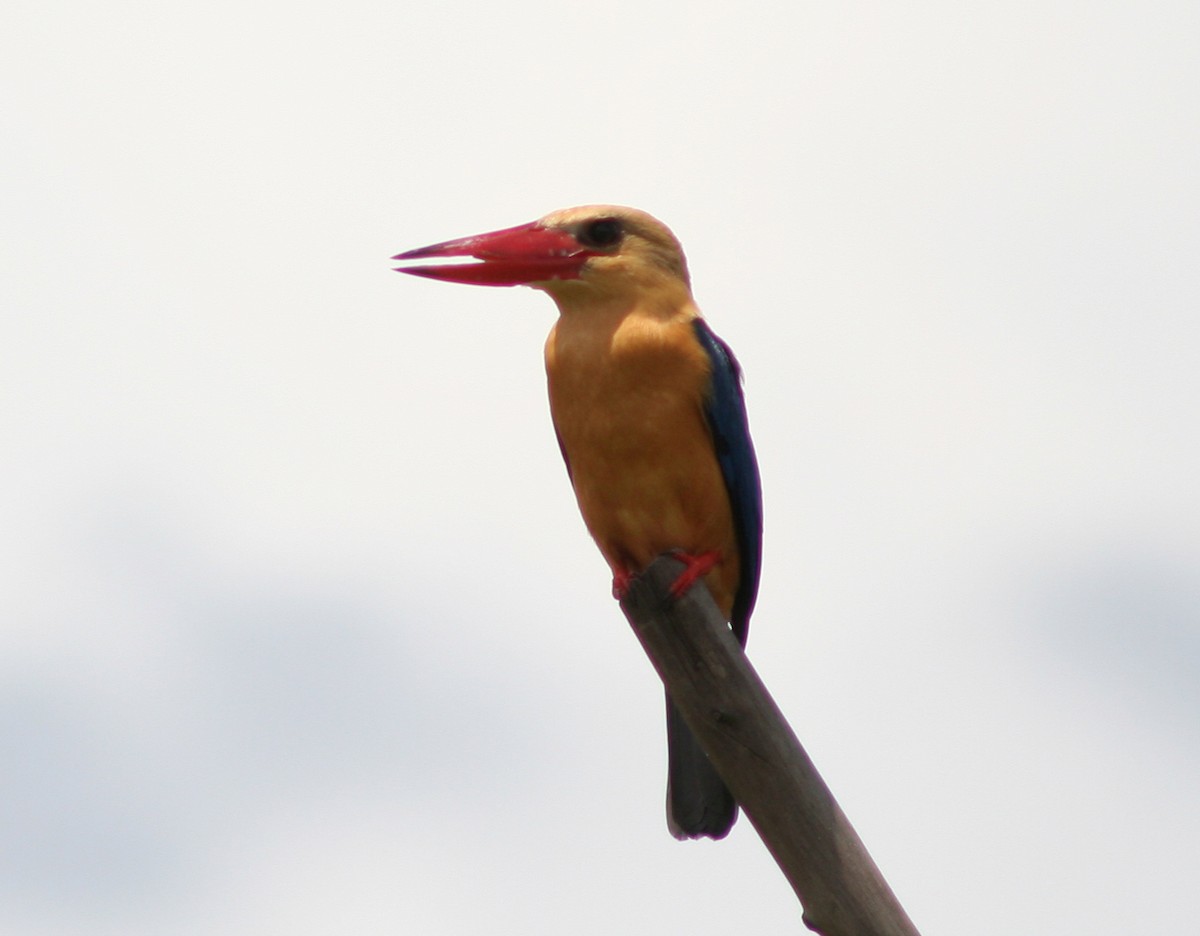 Stork-billed Kingfisher - ML189580441