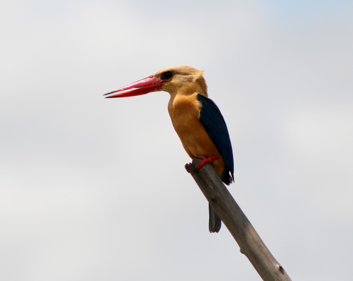 Stork-billed Kingfisher - ML189580461