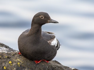  - Pigeon Guillemot