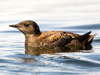 Marbled Murrelet Brachyramphus Marmoratus Birds Of The World